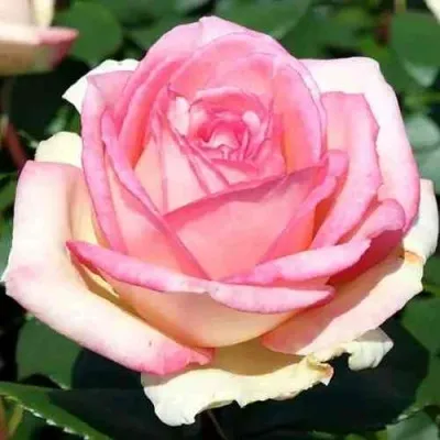 Саженцы роз СУВЕНИР ДЕ БАДЕН-БАДЕН чайно-гибридная в Москве