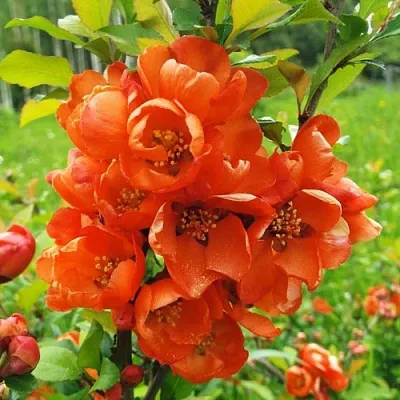 Айва японская  Айва японская в Москве