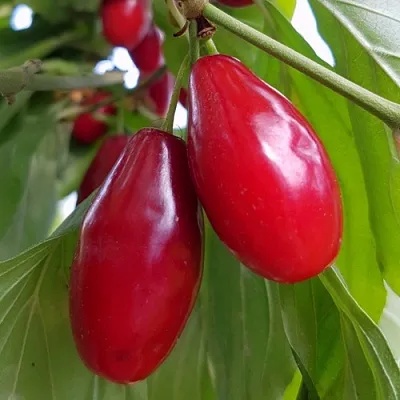 саженцы кизила саженцы кизила