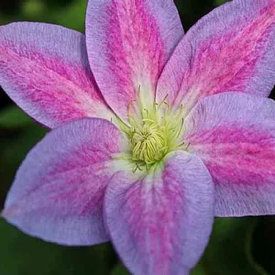 Клематис ЧЕЙНДЖ ОФ ХАРТ  Клематис ЧЕЙНДЖ ОФ ХАРТ в Москве