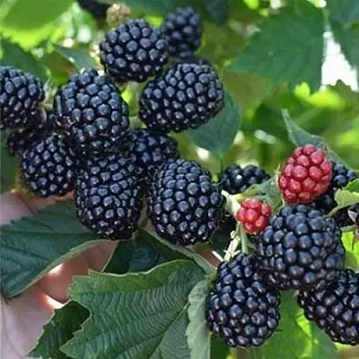 Ежевика ПОЛАР бесшипная  Ежевика ПОЛАР бесшипная в Москве