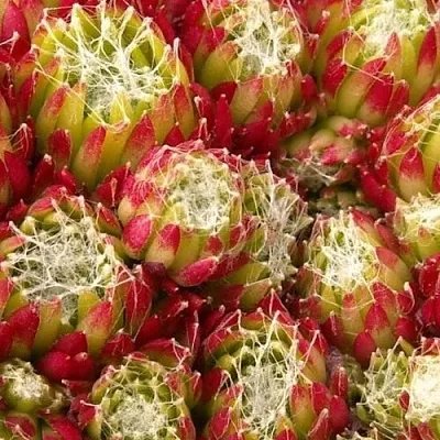 Молодило ХУКЕРА  Молодило ХУКЕРА в Москве