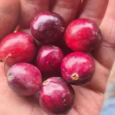 Клюква БАИН 6  Клюква БАИН 6 в Москве