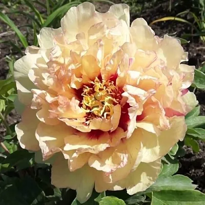 Пион КЕНАРИ БРИЛЛИАНТС ито-гибрид  Пион КЕНАРИ БРИЛЛИАНТС ито-гибрид в Москве