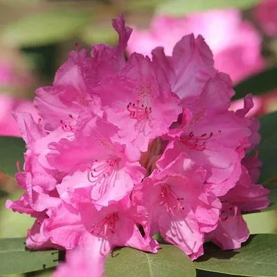 Рододендрон ЛУМИНА  Рододендрон ЛУМИНА в Москве