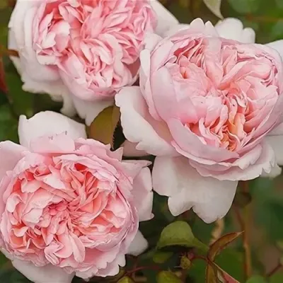 Саженцы роз МАУРИЦИЯ чайно-гибридная — описание сорта Саженцы роз МАУРИЦИЯ чайно-гибридная в Москве