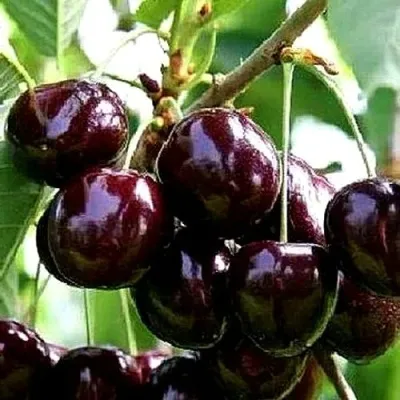 Черешня ДОНЕЦКИЙ УГОЛЁК — описание сорта Черешня ДОНЕЦКИЙ УГОЛЁК в Москве