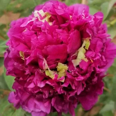 Пион ПОЛЕТ ЛАСТОЧКИ древовидный  Пион ПОЛЕТ ЛАСТОЧКИ древовидный в Москве