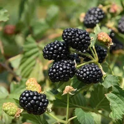 Ежевика ПОНКА бесшипная — описание сорта Ежевика ПОНКА бесшипная в Москве