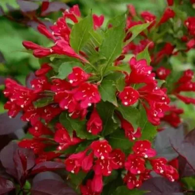 Вейгела РЕД ПРИНЦ — описание сорта Вейгела РЕД ПРИНЦ в Москве