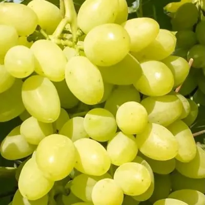 Виноград ДОЛГОЖДАННЫЙ — описание сорта Виноград ДОЛГОЖДАННЫЙ в Москве