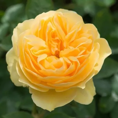 Саженцы роз ГРЕХАМ ТОМАС английская — описание сорта Саженцы роз ГРЕХАМ ТОМАС английская в Москве