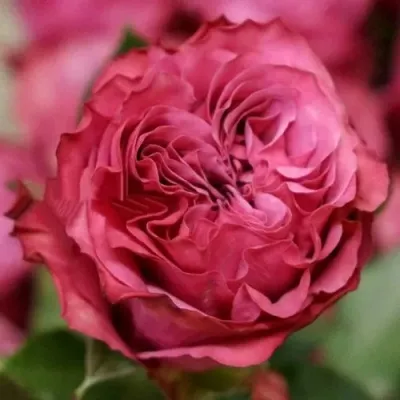 Саженцы роз КАНТРИ БЛЮЗ чайно-гибридная — описание сорта Саженцы роз КАНТРИ БЛЮЗ чайно-гибридная в Москве