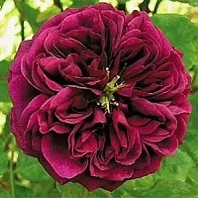 Саженцы роз ЗЕ ПРИНЦ английская  Саженцы роз ЗЕ ПРИНЦ английская в Москве