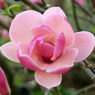 Магнолия РУСТИКА РУМБА  Магнолия РУСТИКА РУМБА в Москве