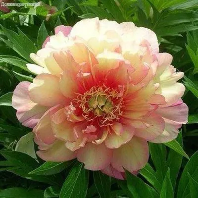 Пион ДЖУЛИЯ РОУЗ ито-гибрид — описание сорта Пион ДЖУЛИЯ РОУЗ ито-гибрид в Москве