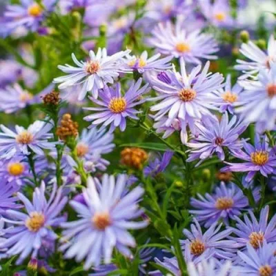 Астра ЛИТТЛ КАРЛОУ сердцелистная — описание сорта Астра ЛИТТЛ КАРЛОУ сердцелистная в Москве