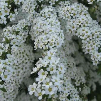 Спирея АРГУТА в Москве