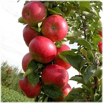 Яблоня ОСТАНКИНО колонновидная  Яблоня ОСТАНКИНО колонновидная в Москве