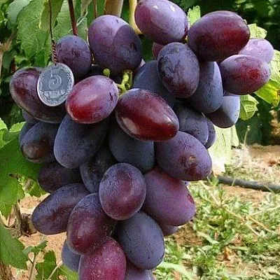 Средние сорта  Средние сорта в Москве