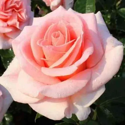 Саженцы роз ФАННИ АРДАН чайно-гибридная в Москве