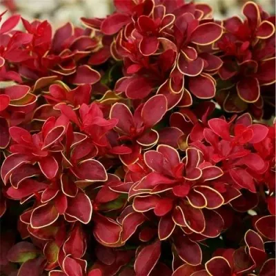 Барбарис РЕД ХОТ ЧИЛИ тунберга в Москве