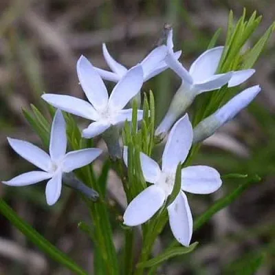 Амсония реснитчатая Амсония реснитчатая