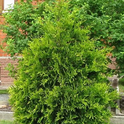 Туя АНЯ (АНИЕ) западная  Туя АНЯ (АНИЕ) западная в Москве