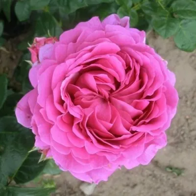 Саженцы роз АНУШКА чайно-гибридная — описание сорта Саженцы роз АНУШКА чайно-гибридная в Москве