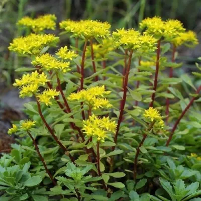 Очиток (седум) ИММЕРГРЮНХЕН — описание сорта Очиток (седум) ИММЕРГРЮНХЕН в Москве