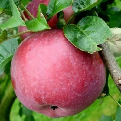 Яблоня ЕСЕНИЯ колонновидная в Москве