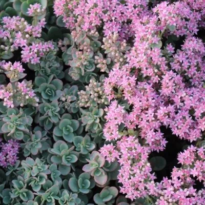 Очиток (седум) САНСПАРКЛЕР ЛАЙМ ЗИНГЕР — описание сорта Очиток (седум) САНСПАРКЛЕР ЛАЙМ ЗИНГЕР в Москве