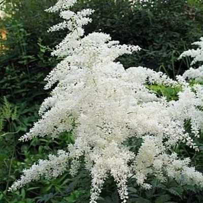 Астильба БРАУТШЛЕЙЕР Арендса  Астильба БРАУТШЛЕЙЕР Арендса в Москве