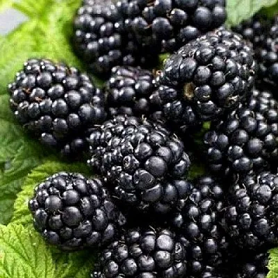 Ежевика БЖЕЗИНА бесшипная  Ежевика БЖЕЗИНА бесшипная в Москве