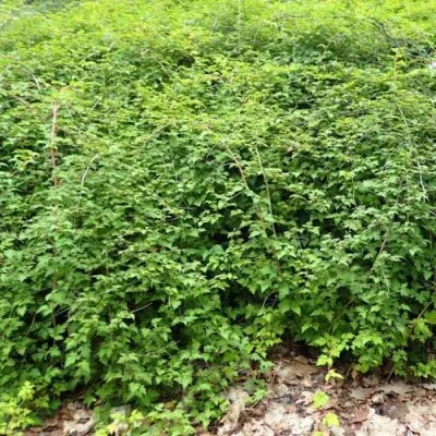 Стефанандра КРИСПА надрезаннолистная в Москве