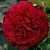 Саженцы роз МАЙРА РЕД  чайно-гибридная в Москве