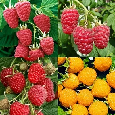 Комплект МАЛИНОВОЕ АССОРТИ в Москве