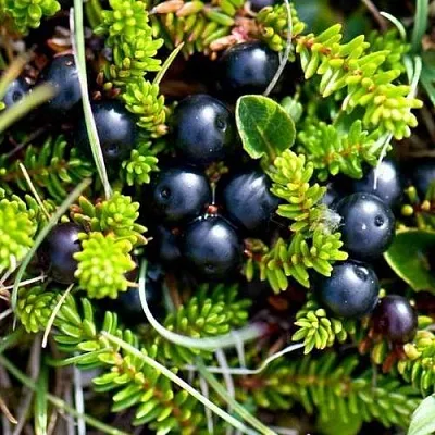 Водяника  Водяника в Москве