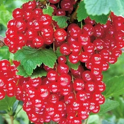 Смородина красная РУДНЕУС — описание сорта Смородина красная РУДНЕУС в Москве