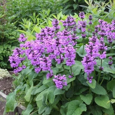 Буквица крупноцветковая — описание сорта Буквица крупноцветковая в Москве