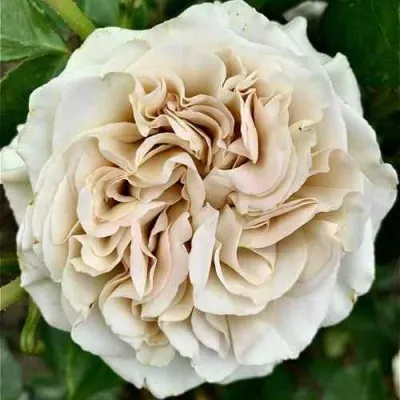 Саженцы роз ВЕСТМИСТЕРСКОЕ АББАТСТВО чайно-гибридная — описание сорта Саженцы роз ВЕСТМИСТЕРСКОЕ АББАТСТВО чайно-гибридная в Москве