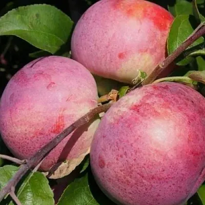 Яблоня БЕЛОРУССКОЕ МАЛИНОВОЕ  Яблоня БЕЛОРУССКОЕ МАЛИНОВОЕ в Москве