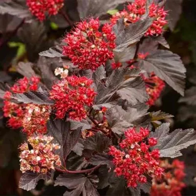 Пузыреплодник РЕД БАРОН — описание сорта Пузыреплодник РЕД БАРОН в Москве