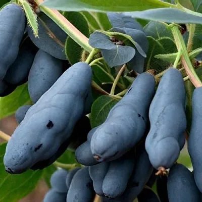 саженцы жимолости саженцы жимолости