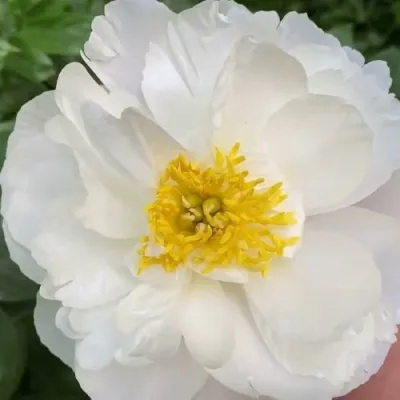 Пион ДУБЛИН травянистый — описание сорта Пион ДУБЛИН травянистый в Москве