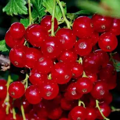 Смородина красная СЕРПАНТИН — описание сорта Смородина красная СЕРПАНТИН в Москве