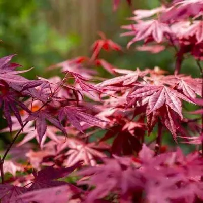 Клен дланевидный АТРОПУРПУРЕУМ — описание сорта Клен дланевидный АТРОПУРПУРЕУМ в Москве