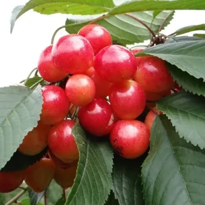 Черешня ГАСТИНЕЦ в Москве