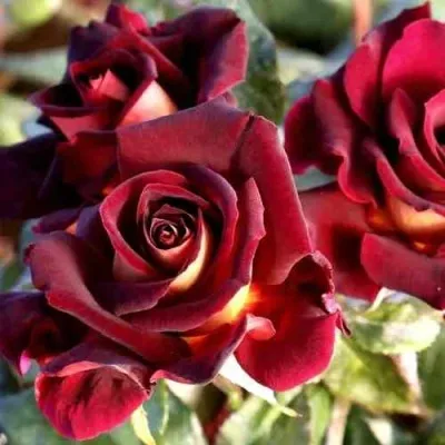 Саженцы роз ЭДДИ МИТЧЕЛЛ чайно-гибридная в Москве