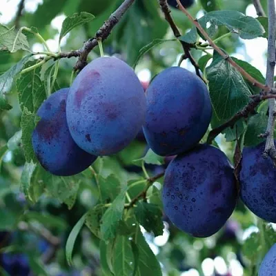 Слива ЭМПРЕСС  Слива ЭМПРЕСС в Москве